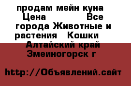 продам мейн куна › Цена ­ 15 000 - Все города Животные и растения » Кошки   . Алтайский край,Змеиногорск г.